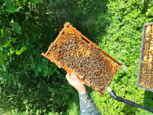 Bičių apžiūra medunešio metu.jpg