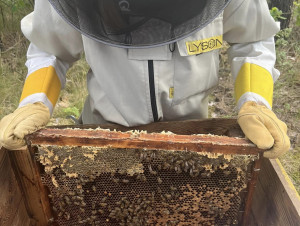 Biciu seimo apžiūra.jpg