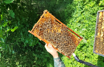 Bičių apžiūra medunešio metu.jpg